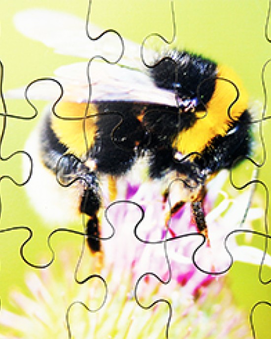 Mini Beasts Jigsaws